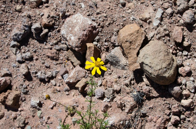 Senecio zapahuirensis photo 2
