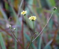 Senecio zeylanicus