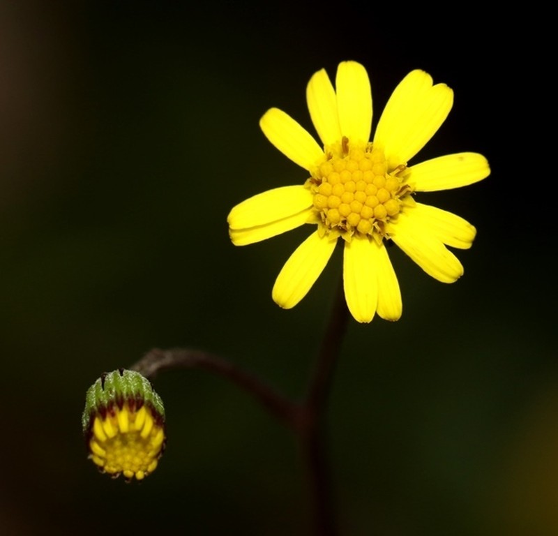 Senecio zeylanicus photo 2
