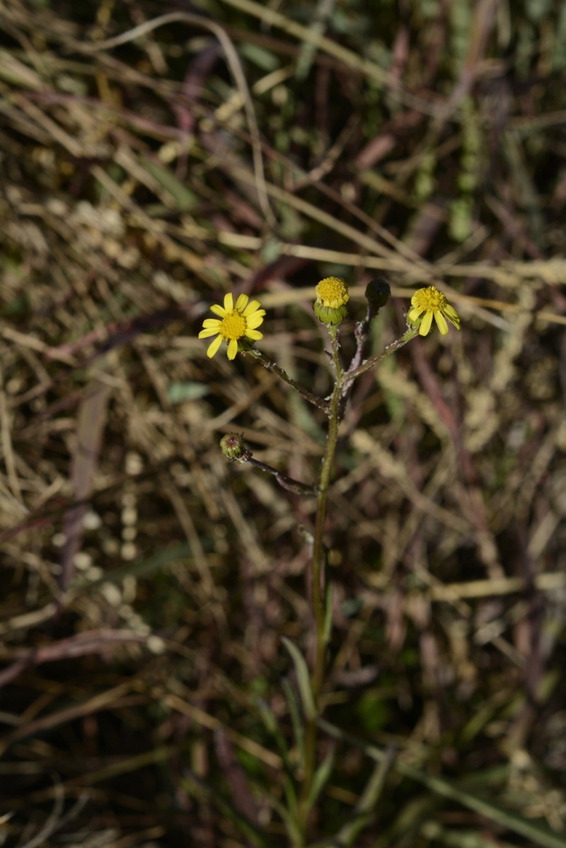 Senecio zeylanicus photo 3