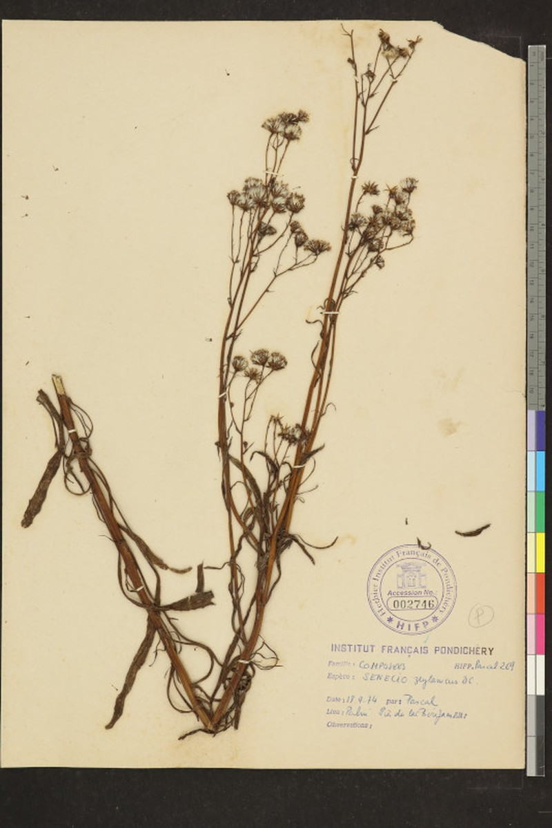 Senecio zeylanicus photo 5