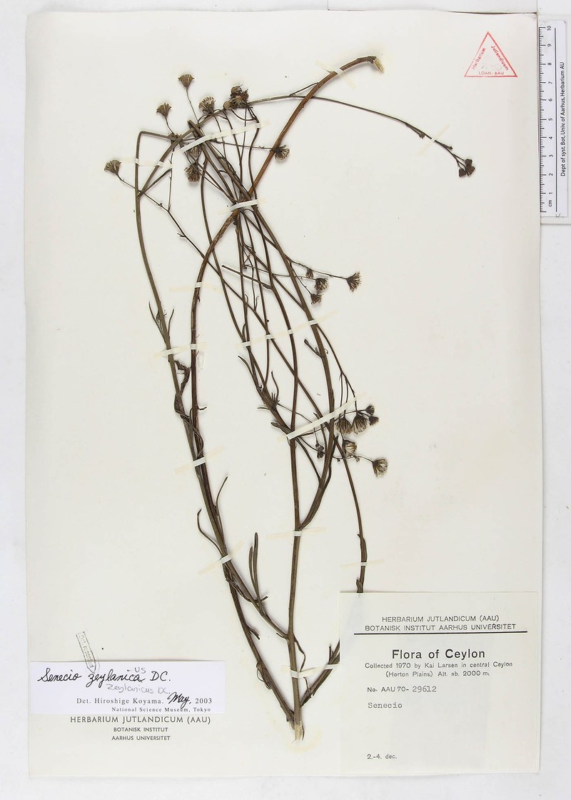 Senecio zeylanicus photo 6