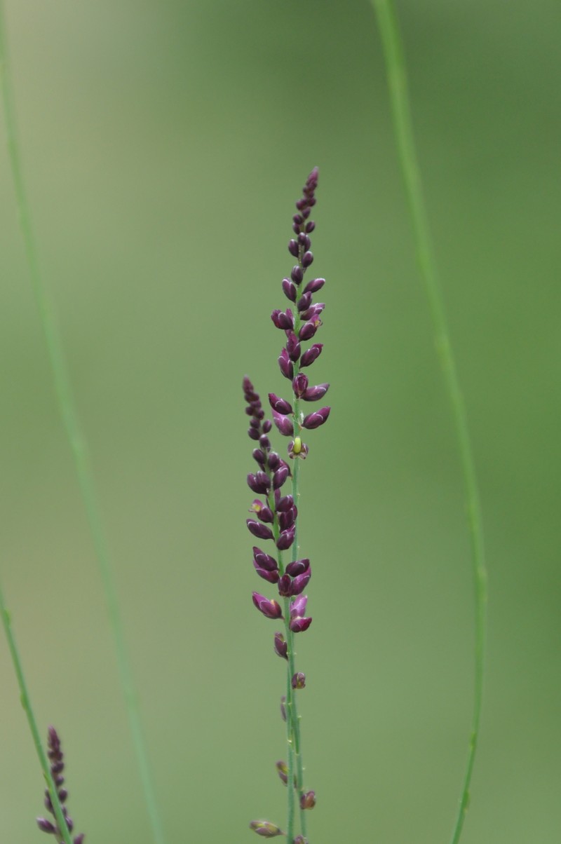 Senega abreui photo 2