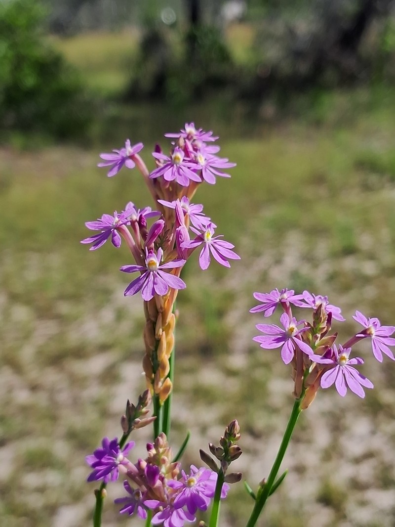 Senega adenophora
