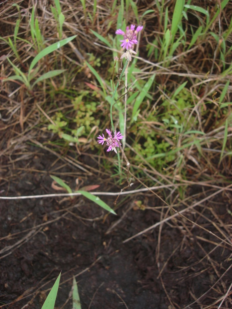 Senega adenophora photo 2
