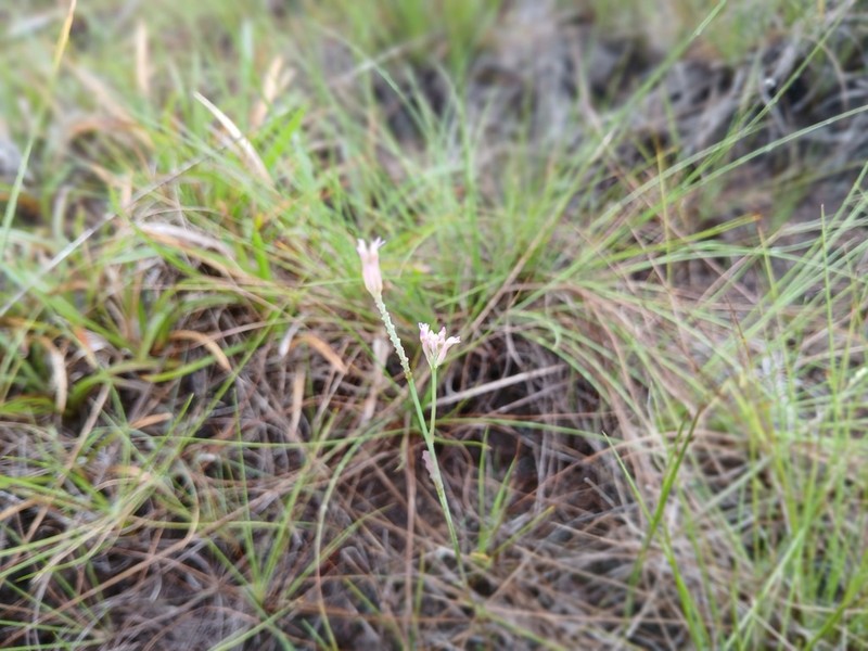 Senega adenophora photo 3