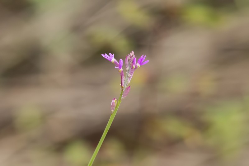 Senega adenophora photo 4