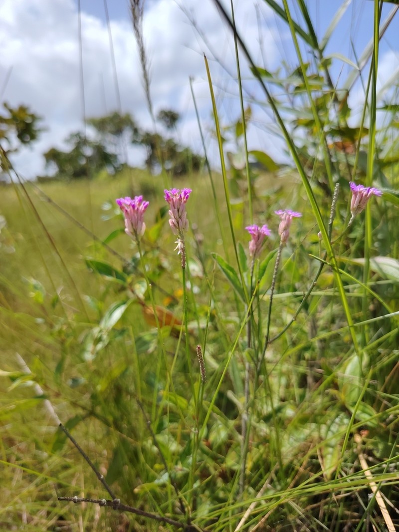 Senega adenophora photo 5
