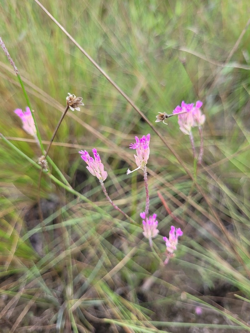 Senega adenophora photo 6
