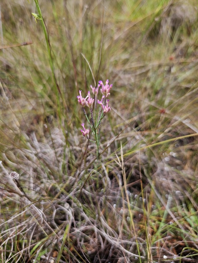 Senega adenophora photo 7