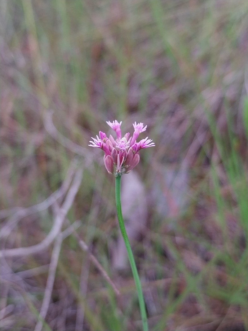 Senega adenophora photo 8