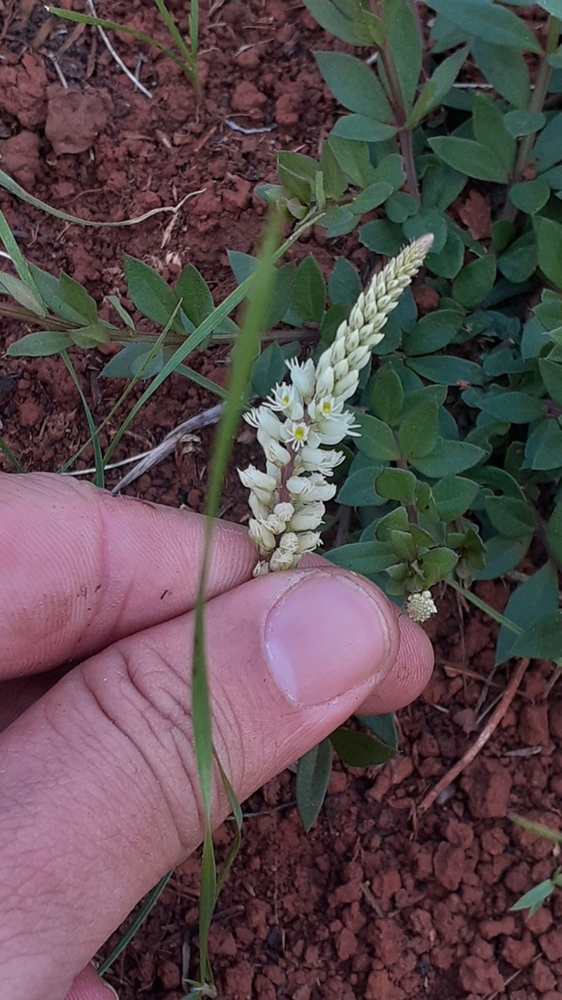 Senega adenophylla