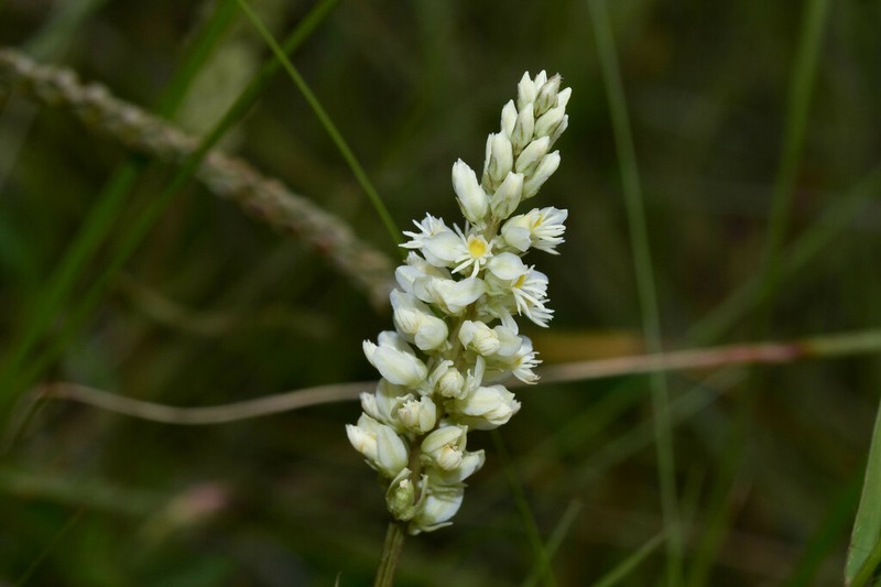 Senega adenophylla photo 2