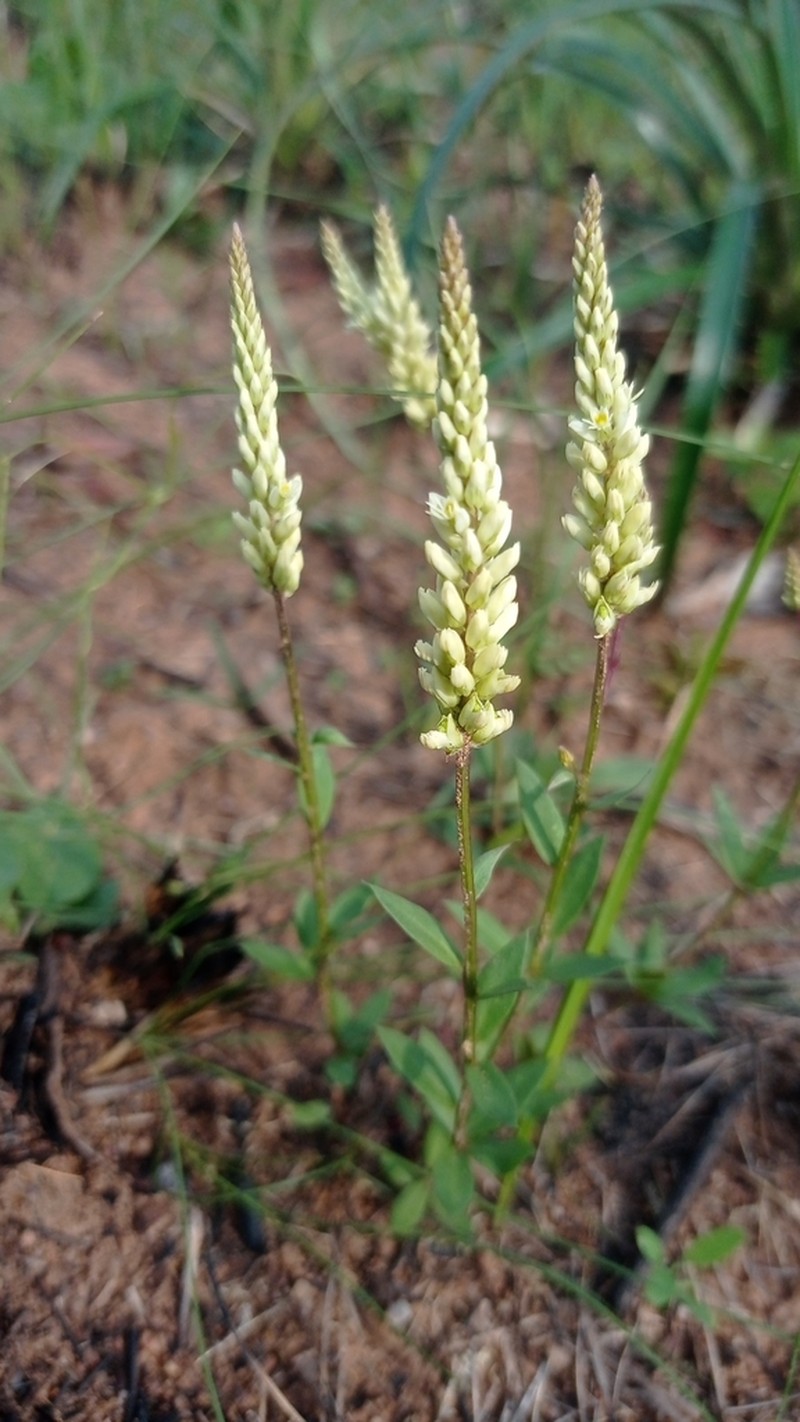 Senega adenophylla photo 3