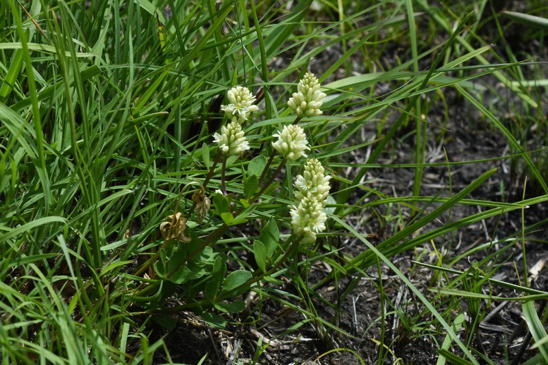 Senega adenophylla photo 6