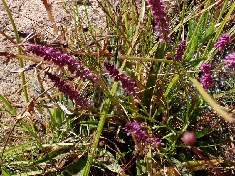Senega africana