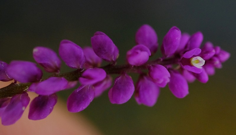 Senega africana photo 3