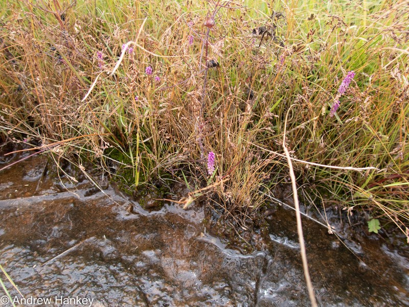 Senega africana photo 4