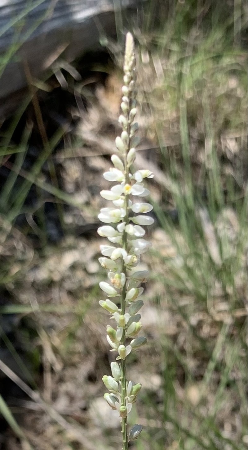 White Milkwort