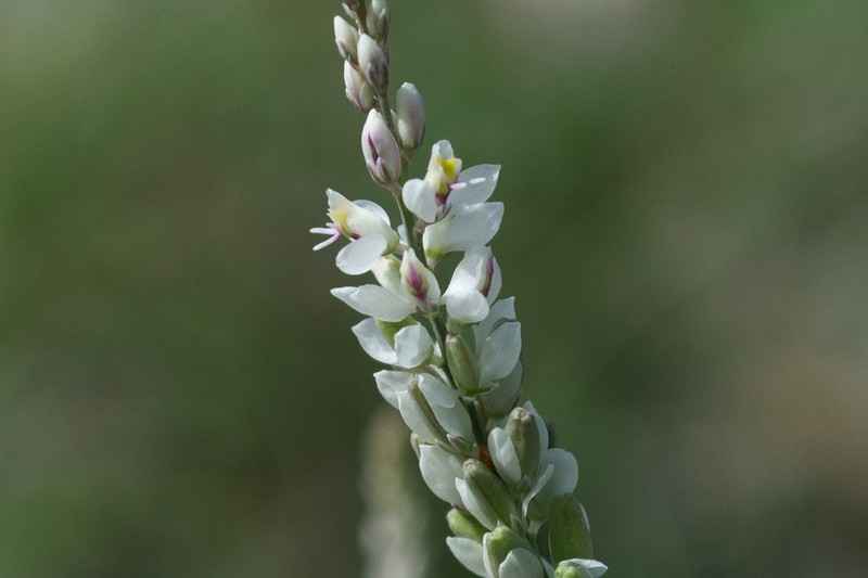 White Milkwort photo 2