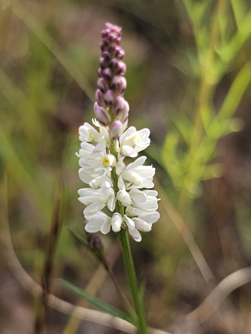 White Milkwort photo 3