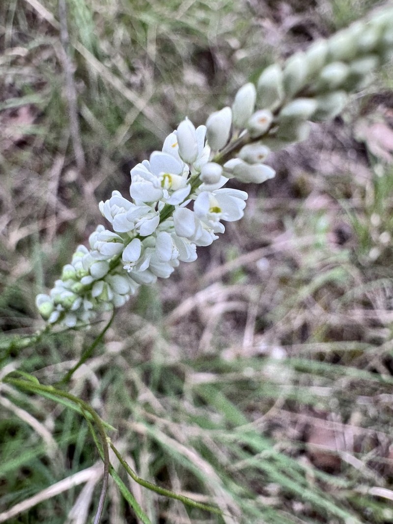 White Milkwort photo 4