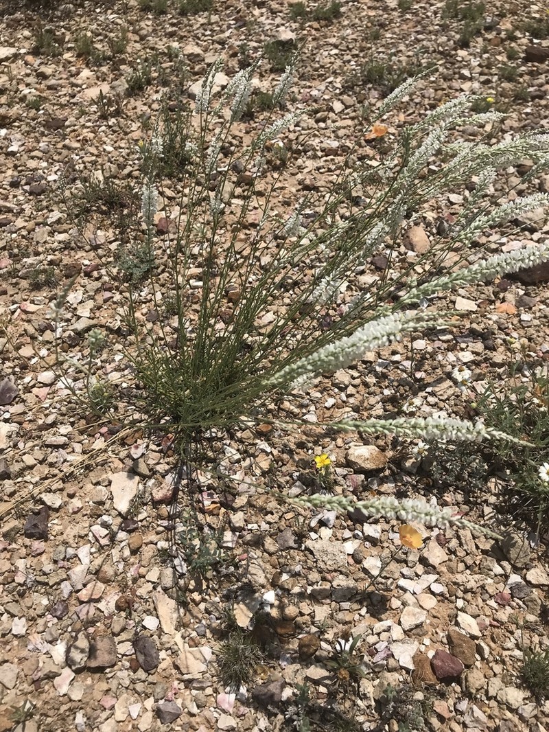 White Milkwort photo 5