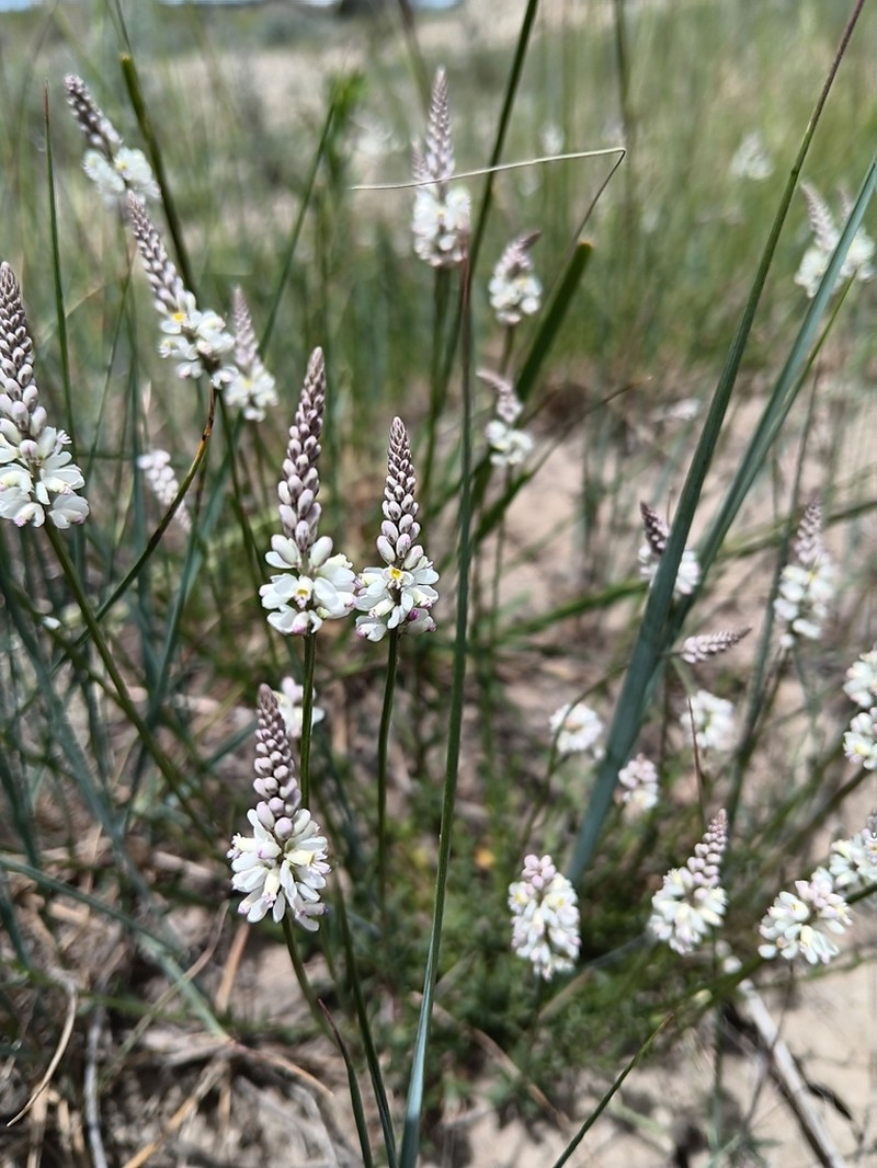 White Milkwort photo 6