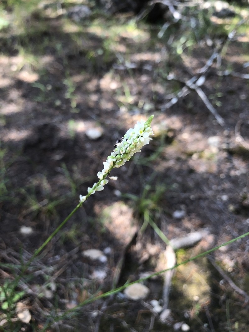 White Milkwort photo 7