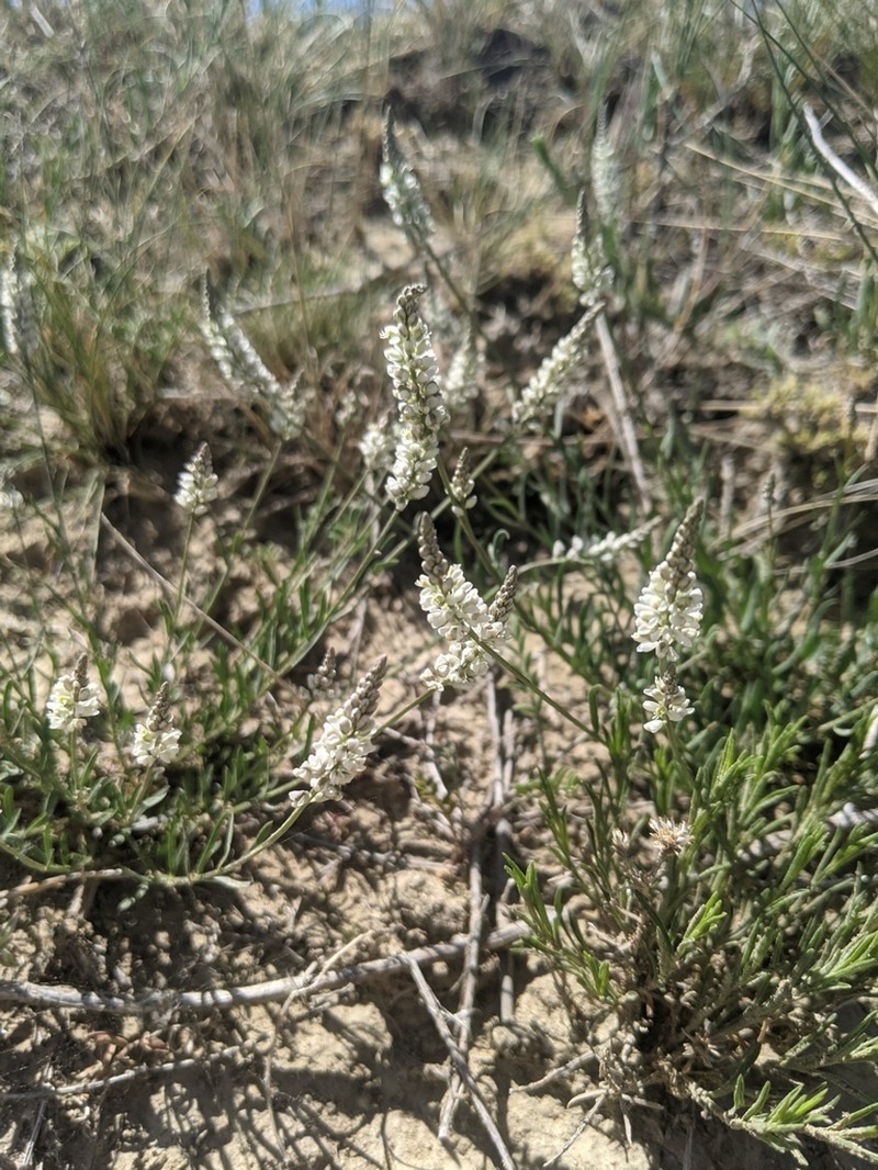White Milkwort photo 8
