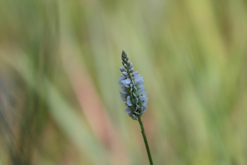Whorled Milkwort