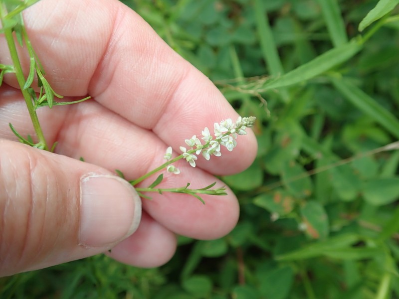 Whorled Milkwort photo 2