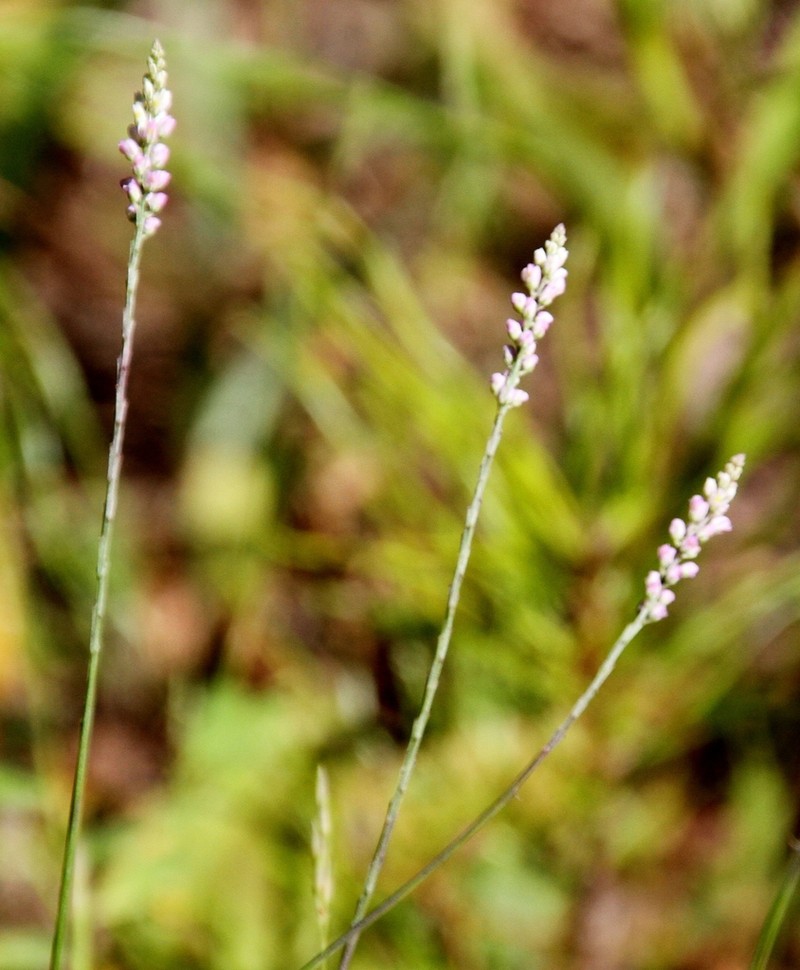 Whorled Milkwort photo 3