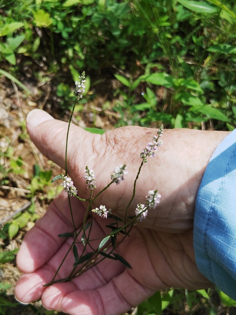 Whorled Milkwort photo 4