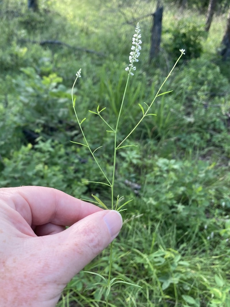 Whorled Milkwort photo 5