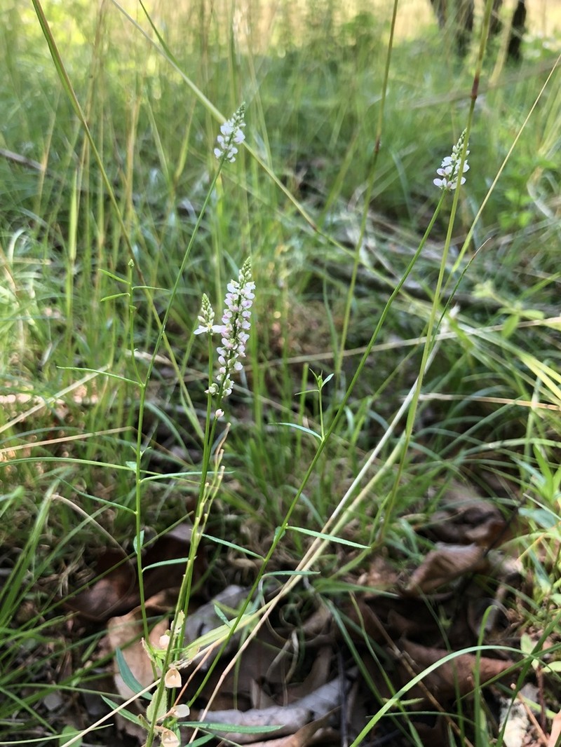 Whorled Milkwort photo 6