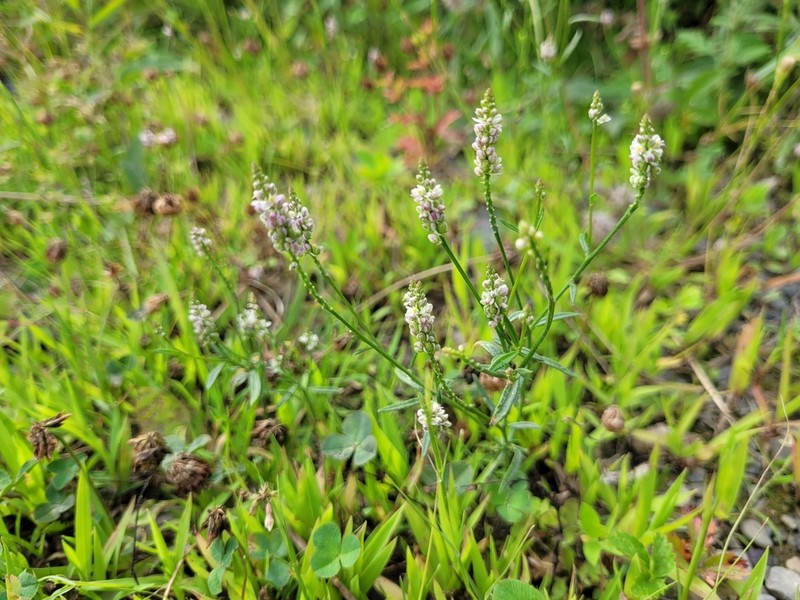 Whorled Milkwort photo 7