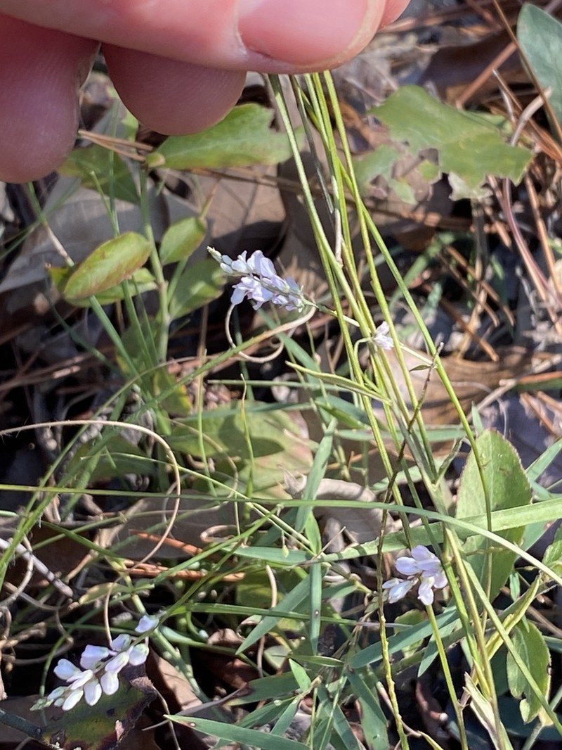 Whorled Milkwort photo 8