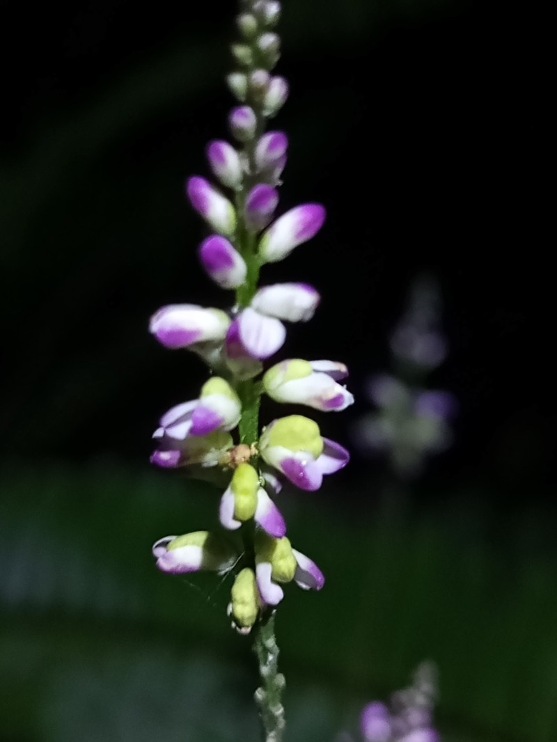 Senega aparinoides