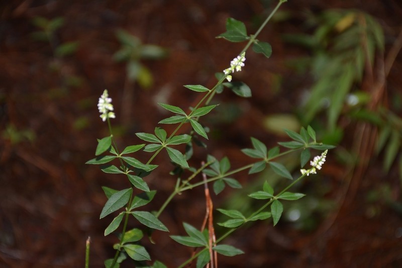 Senega aparinoides photo 2