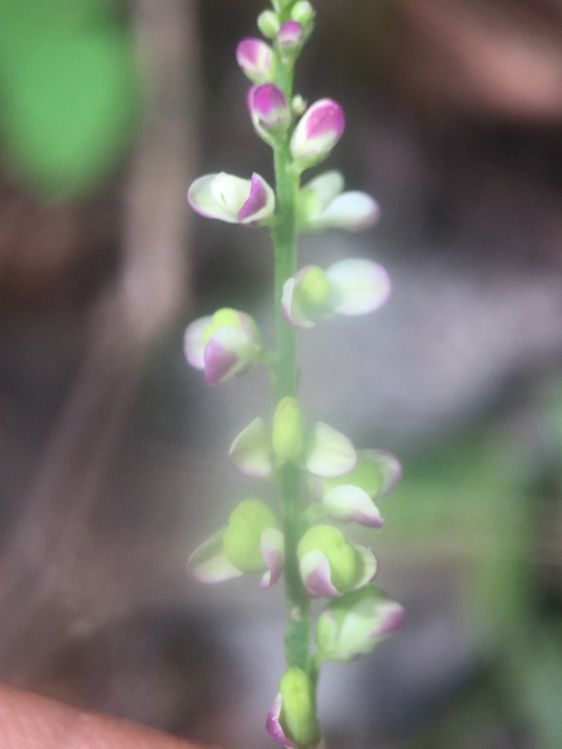 Senega aparinoides photo 3