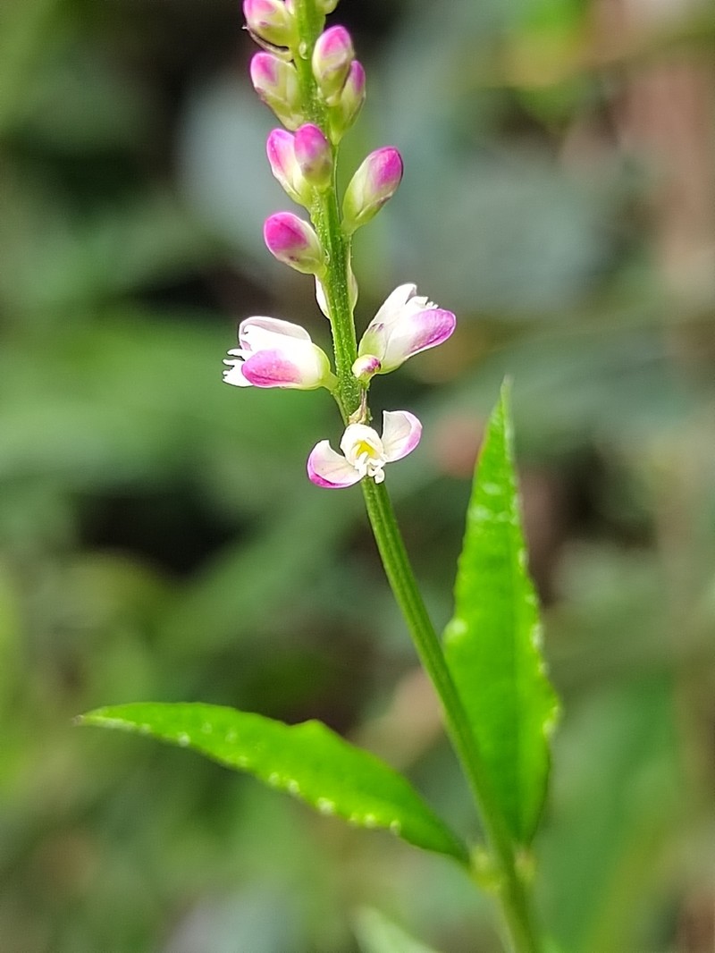 Senega aparinoides photo 4