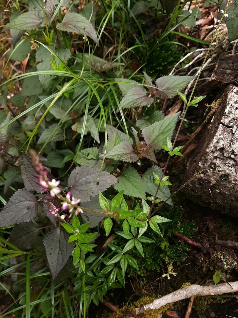 Senega aparinoides photo 5