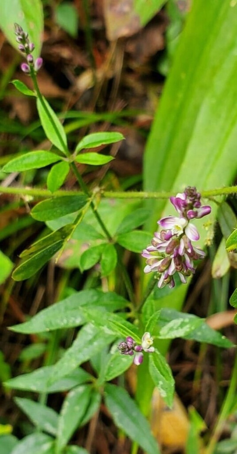 Senega aparinoides photo 6