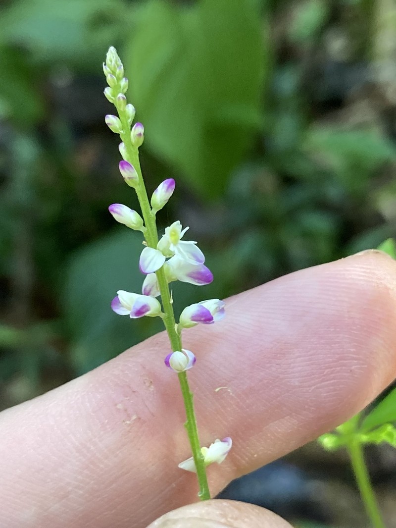 Senega aparinoides photo 7