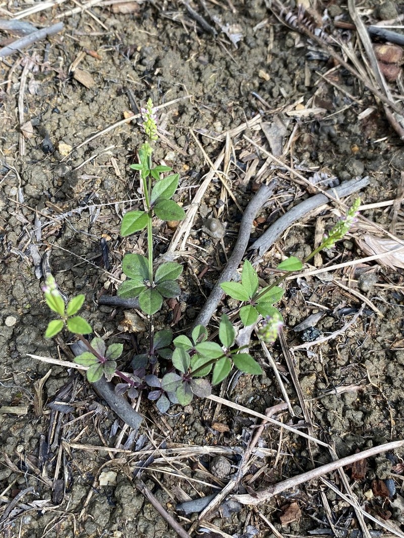 Senega aparinoides photo 8