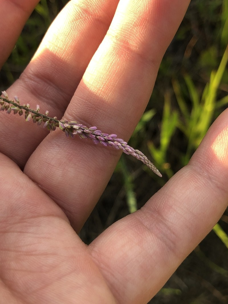 Swamp Milkwort photo 2
