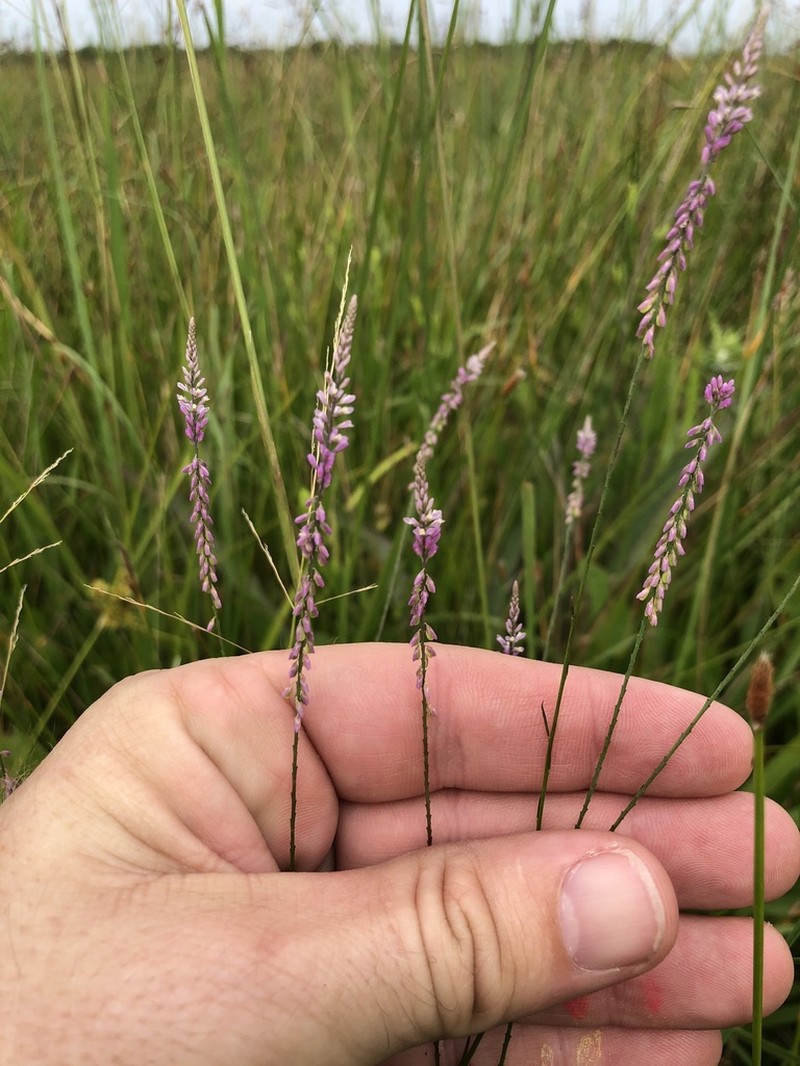 Swamp Milkwort photo 3