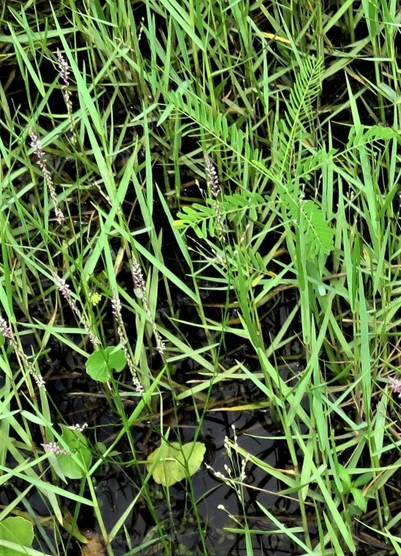 Swamp Milkwort photo 4