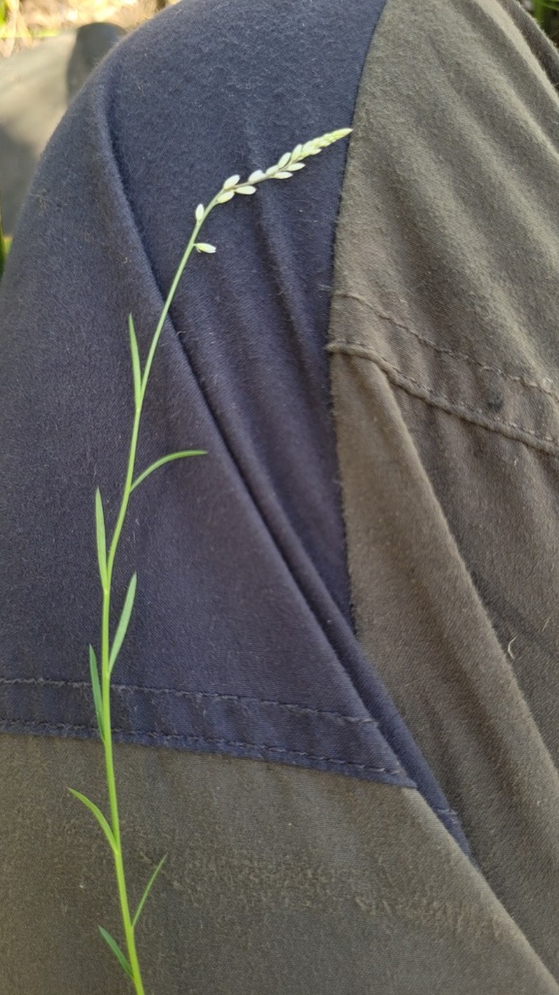 Swamp Milkwort photo 5